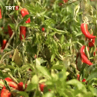 Red Pepper Wind GIF by TRT