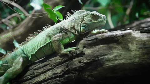 GIF by Sesame Street