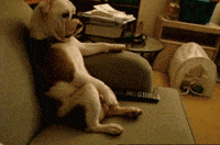 couch GIF