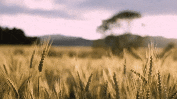 fields wheat GIF