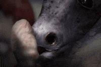 Animation Disturbing GIF by David Firth