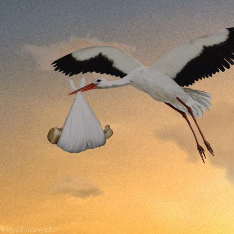 asyaakdogan giphyupload GIF