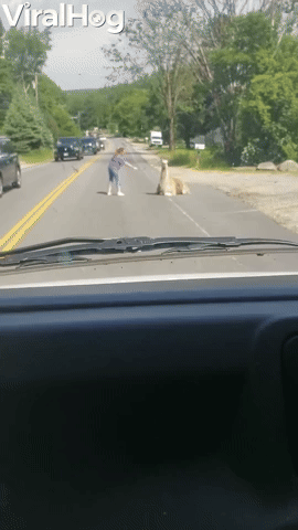 Llama Doesn't Want to Move off the Road