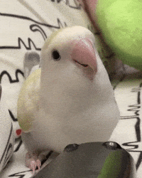 Interested Look GIF