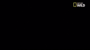 dog GIF by Nat Geo Wild