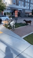 Herd of Escaped Goats Chomp Their Way Through Uptown Atlanta