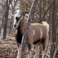 Resourceful Billy Goat Uses Branch to Scratch Itch