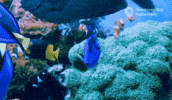 Finding Nemo Coral GIF by Monterey Bay Aquarium