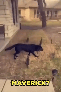 Dog Freezes When He Sees Black Cat Decorations
