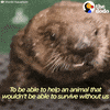 sea otters GIF by The Dodo
