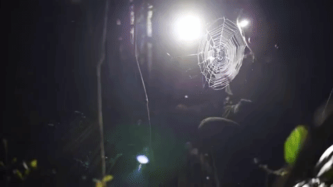 university of vermont jungle GIF