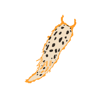 peachbabystudio animal sea creature peachbaby nudibranch Sticker