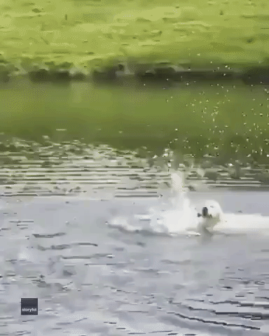 Dog's First Attempt at Swimming Is Adorably Splashy