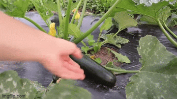 lakeishaethans giphyupload grown best gardening via youtube GIF