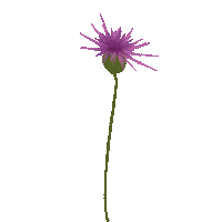 Flower Natura Sticker by Cukier Królewski