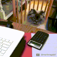 GIF by Giphy QA