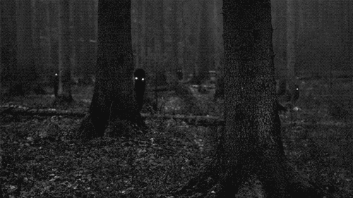 woods shadows GIF