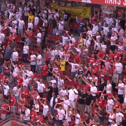 1 Fc Cologne Football GIF by 1. FC Köln