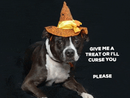 Dog Halloween GIF by Nebraska Humane Society