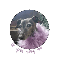 Italian Greyhound Aravis Sticker by normanandpiper
