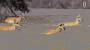 natgeochannel nat geo yellowstone yellowstone live the great thaw GIF