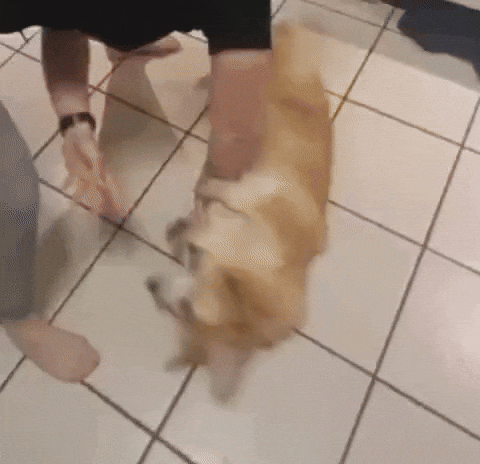 Dog Spin GIF