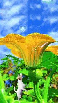 Cat GIF