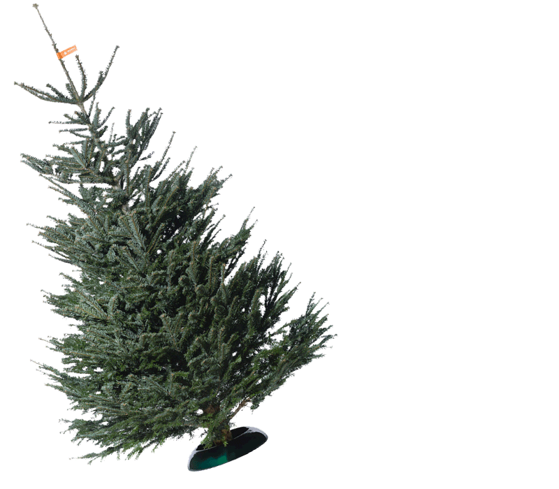 christbaum-service giphyupload christmas weihnachten christbaumservice Sticker