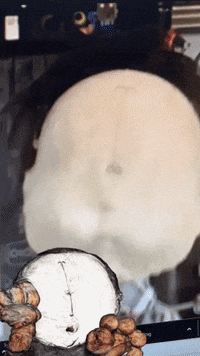 Lab Onf GIF by Alex Boya