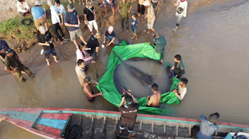 Record-Setting Stingray Discovered and Returned to Mekong River in Cambodia