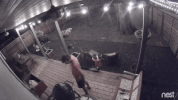 grill GIF