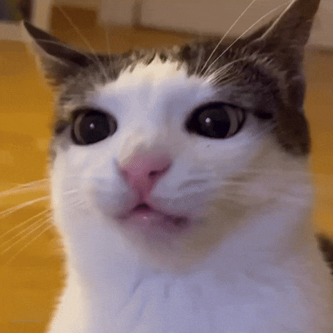 Cat Luna GIF
