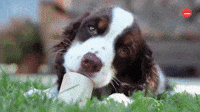 Can You Watch These Puppies Without Smiling?