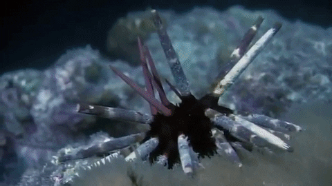 kerryanderson giphygifmaker urchin sea urchin sea urchins GIF