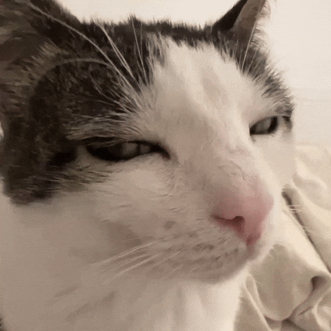 Cat Starring GIF