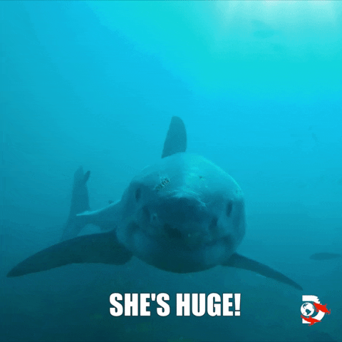 Ocean Swimming GIF by Shark Week