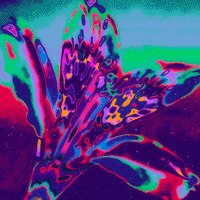 Loop Rainbow GIF by Toke