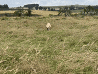 Labrador Retriever Dog GIF