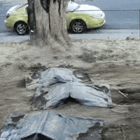Bigg32 GIF