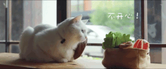 sad cat GIF