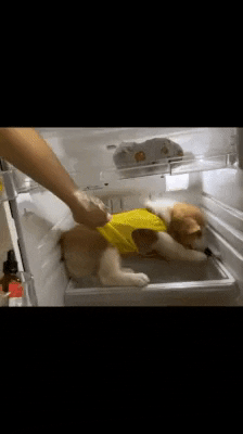 cuteanimalland giphyupload GIF