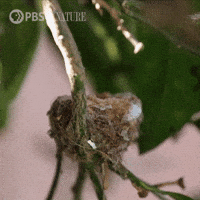 Pbs Nature Home GIF by Nature on PBS