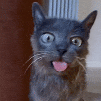 Cat Kitty GIF by Respective