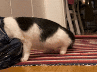 Cat Stealing GIF