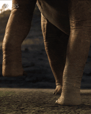 Walking With Dinosaurs No GIF by PBS