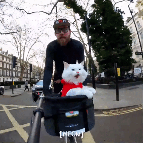 Cat Wearing Reindeer Costume Takes Bike Ride