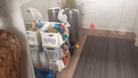 Cockatoo Makes a Mess Just After Cleaning