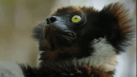 Wildlife gif. Closeup of an Indri lemur as it turns to look at us with wide chartreuse eyes.