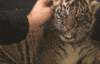 baby animals cats GIF