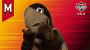 College Sports Maryland GIF by College Colors Day